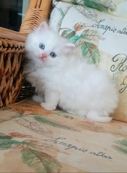 due maschi e una femmina munchkin