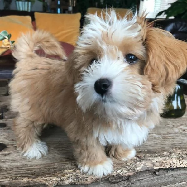 cuccioli shih tzu molto giocherelloni disponibili ora