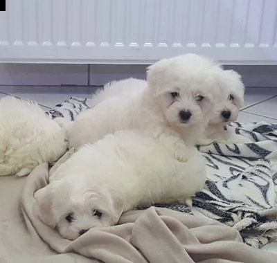 cuccioli havanese molto giocherelloni disponibili ora