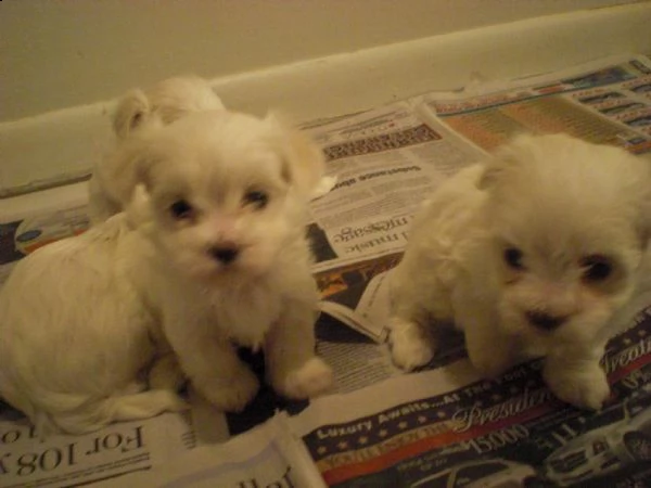 cuccioli di maltese toy