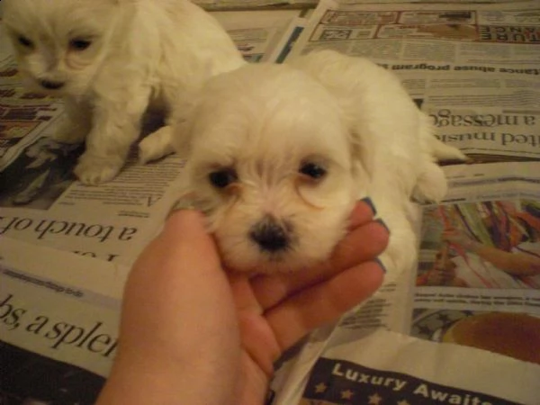 cuccioli di maltese toy | Foto 0