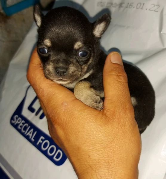 cuccioli di chihuahua