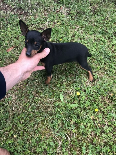 cuccioli di pinscher nano