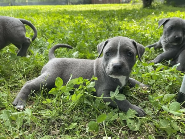 cuccioli di american pitbull terrier