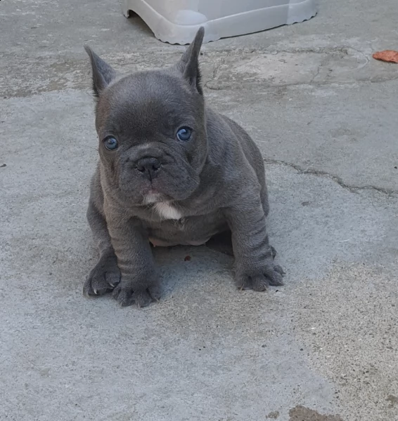 cucciola di bulldog francese blu  