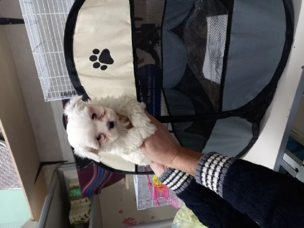 maltese cuccioli di baduffoli bianchi toy 3 mesi 