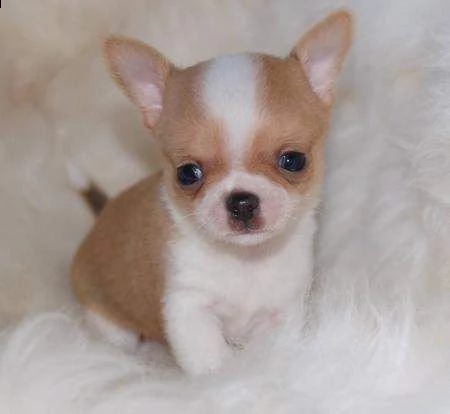 cucciolotti di chihuahua toy,