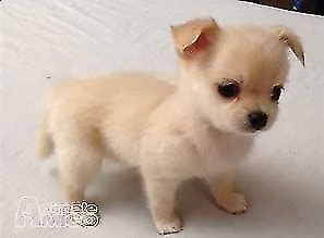cucciolotti di spitz misto chihuahua toy