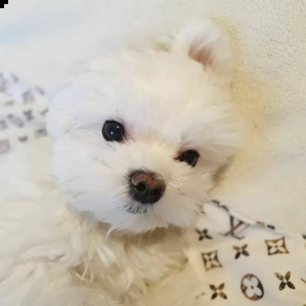 cuccioli di maltese di taglia toy