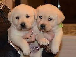 cuccioli di labrador sia maschi che femmine 