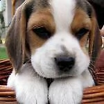 cuccioli di beagle