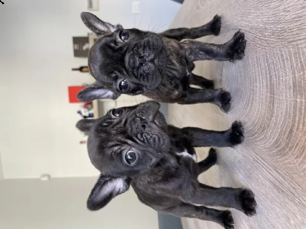 disponibili cuccioli di bulldog francesi di due mesi