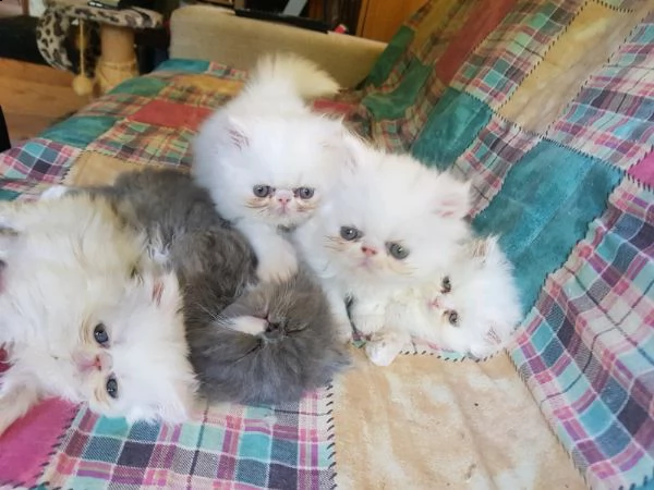 disponibili cuccioli di razza persiano 