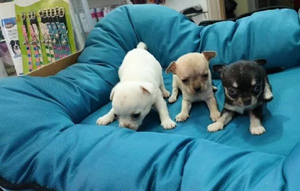 cuccioli di mix chihuahua pincher toy