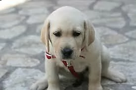disponiamo per la vendita, dei trainanti cucciolini di labrador,