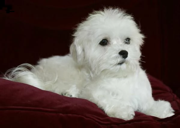 sensibili cucciolini di maltese toy