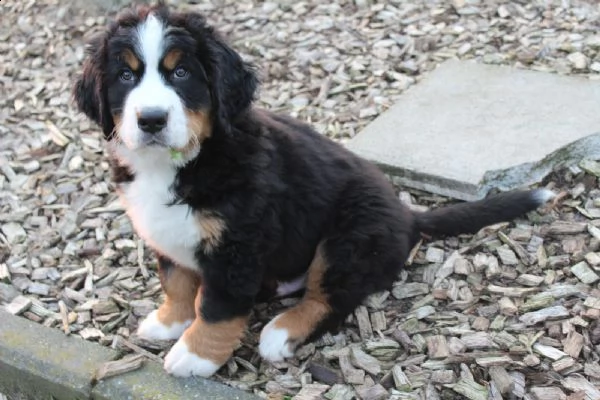  bovaro del bernese splendidi cuccioli con pedigrée | Foto 2