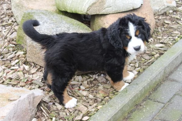  bovaro del bernese splendidi cuccioli con pedigrée | Foto 1