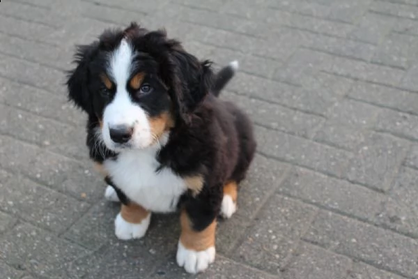  bovaro del bernese splendidi cuccioli con pedigrée | Foto 0