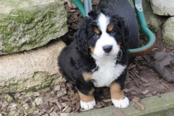  bovaro del bernese splendidi cuccioli con pedigrée