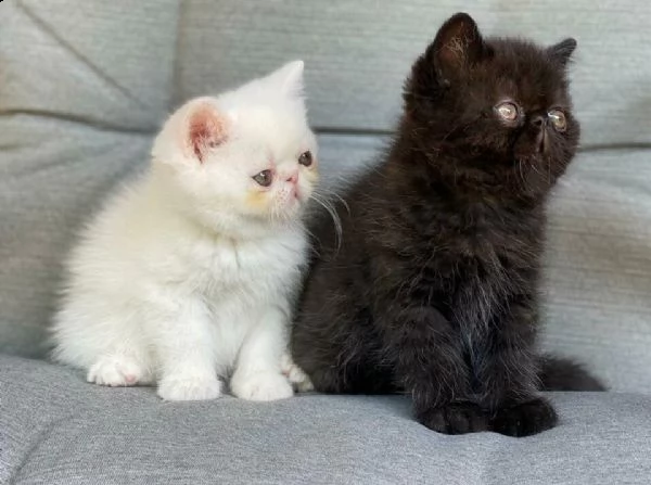 disponibili due cuccioli di razza exotic shorthair