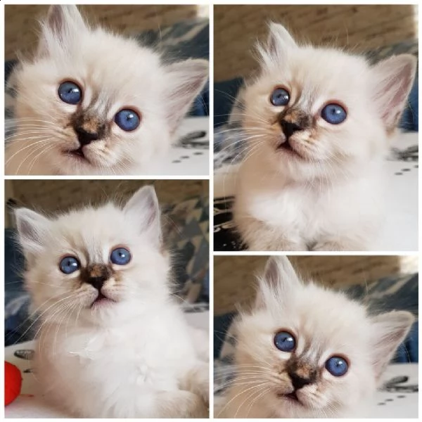 cucciolo sacro di birmania disponibile subito