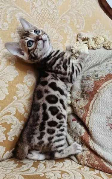 privato dispone di una meravigliosa cucciola di bengala