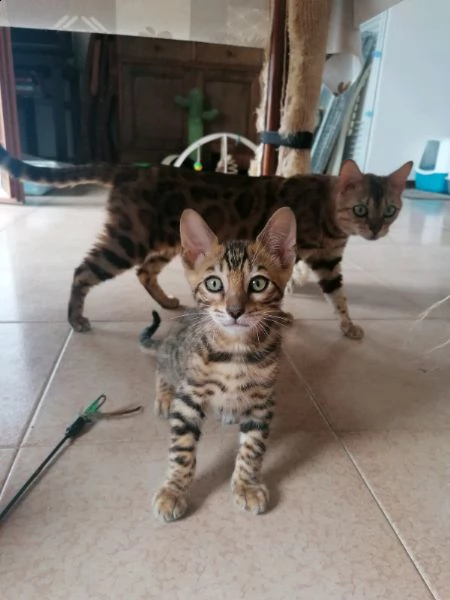 disponibile cucciolo bengala maschio e femmina.
