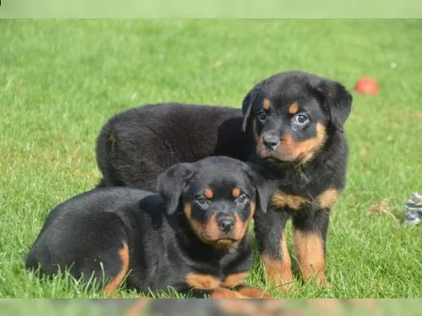 regalo cuccioli di tipo rottweiler con i capelli corti