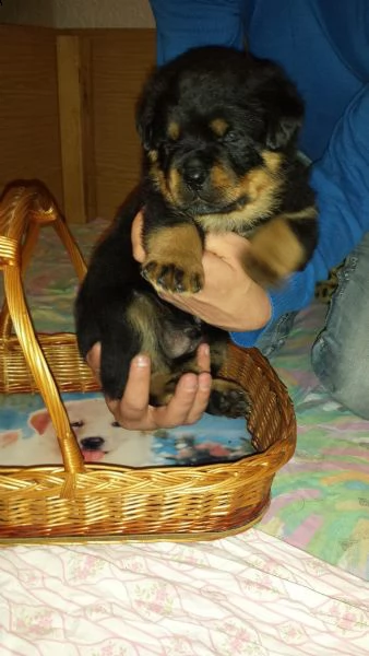 regalo cucciolo di rottweiler con un cappotto duro