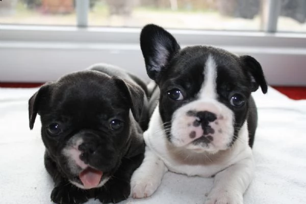  regalo bulldog frances meravigliosi