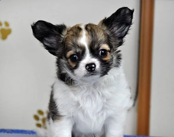 regalo cuccioli di chihuahua mini toy