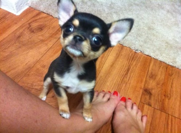  regalo chihuahua meravigliosi