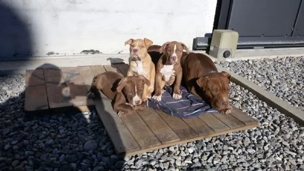  regalo cuccioli pitbull