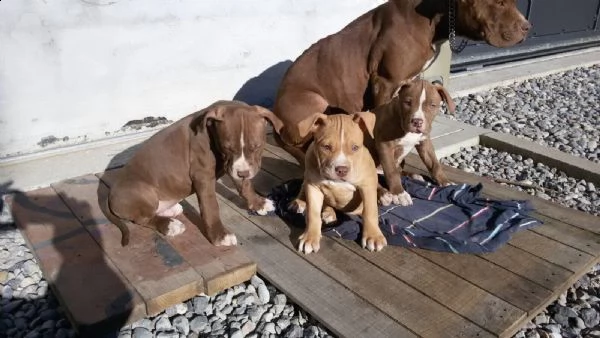  regalo cuccioli di pitbull