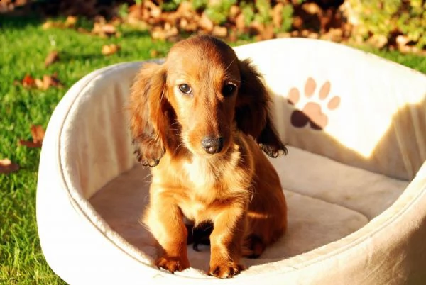  regalo adorabili cuccioli  bassotto femminucce e maschietti disponibili