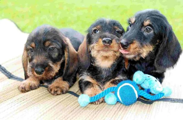  adorabili cuccioli bassotto femminucce e maschietti disponibili