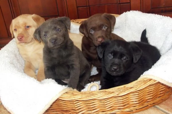 regalo bellissimi cuccioli di labrador