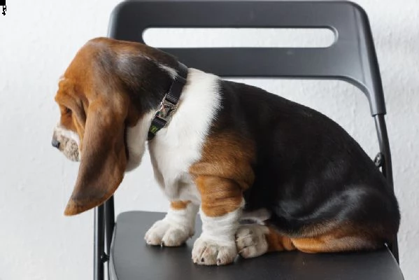 splendidi cuccioli di bassethound | Foto 0