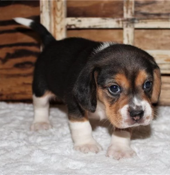 regalo beagle cuccioli meravigliosi ! 