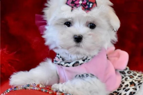  cuccioli di maltese mini toy