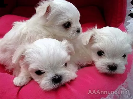 cuccioli di maltese mini toy/