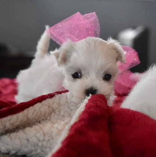 cuccioli di maltese mini toy!#,.