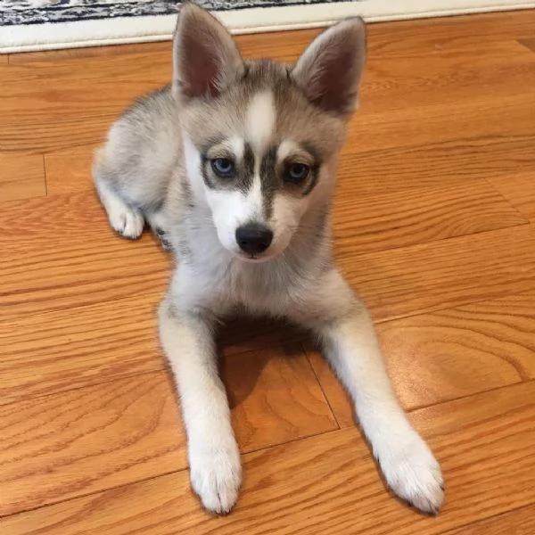 4 adorabili cuccioli alaskan klee kai disponibili per la vendita