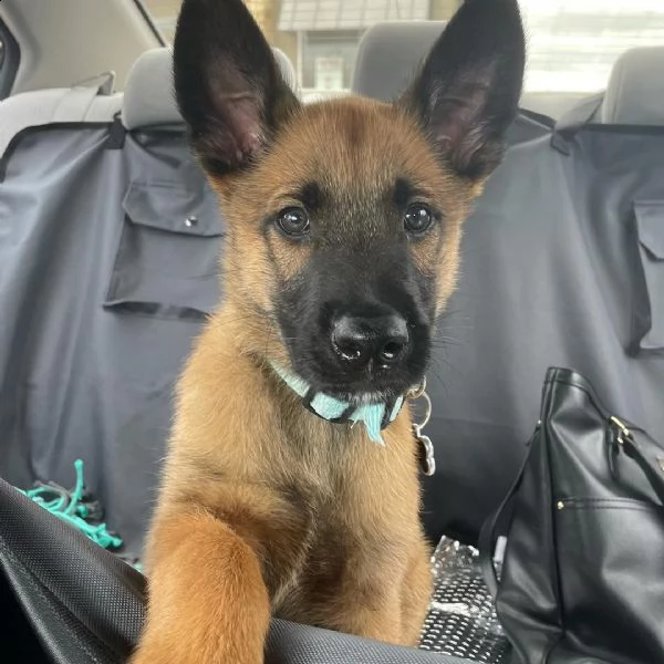 adorabili e educati cuccioli di malinois belgi disponibili a prezzi trattabili