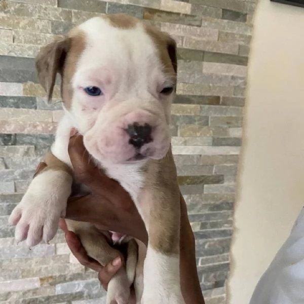 si estás buscando un bulldog alapaha de sangre azul, no tardaras en descubrir que bulldog alapaha