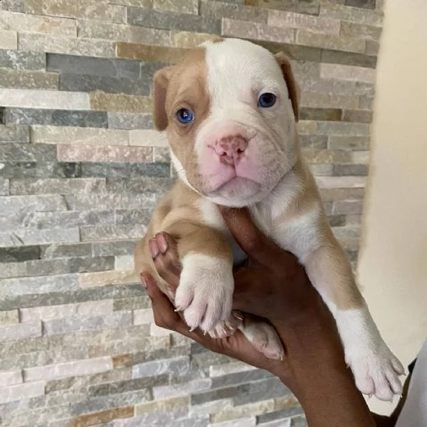 cachorros alapaha blue blood bulldog 