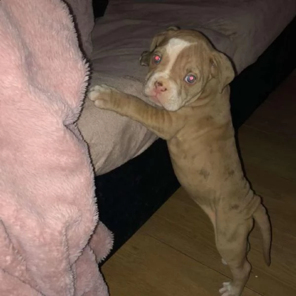 cachorros alapaha blue blood bulldog 5000 pesos