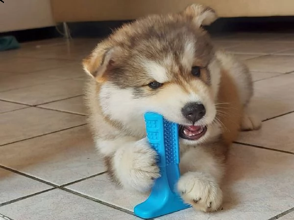 adorabili e educati cuccioli di alaskan malamute disponibili a prezzi negoziabili