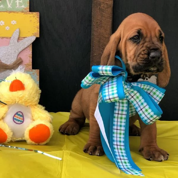 adorabili e addestrati cuccioli di segugio disponibili a prezzi trattabili